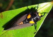 The second Golden Black Cicada photo